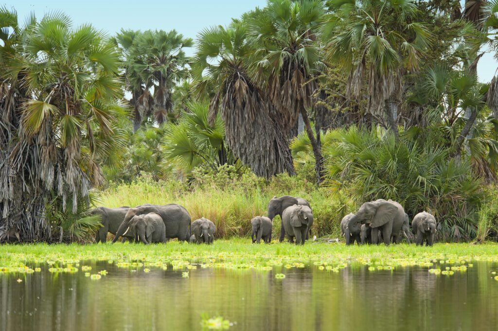 African Elephants drinking water at Lake Manze, Selous, Tanzania