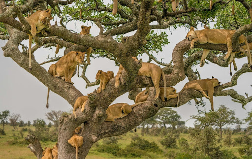 africa tigers on tree