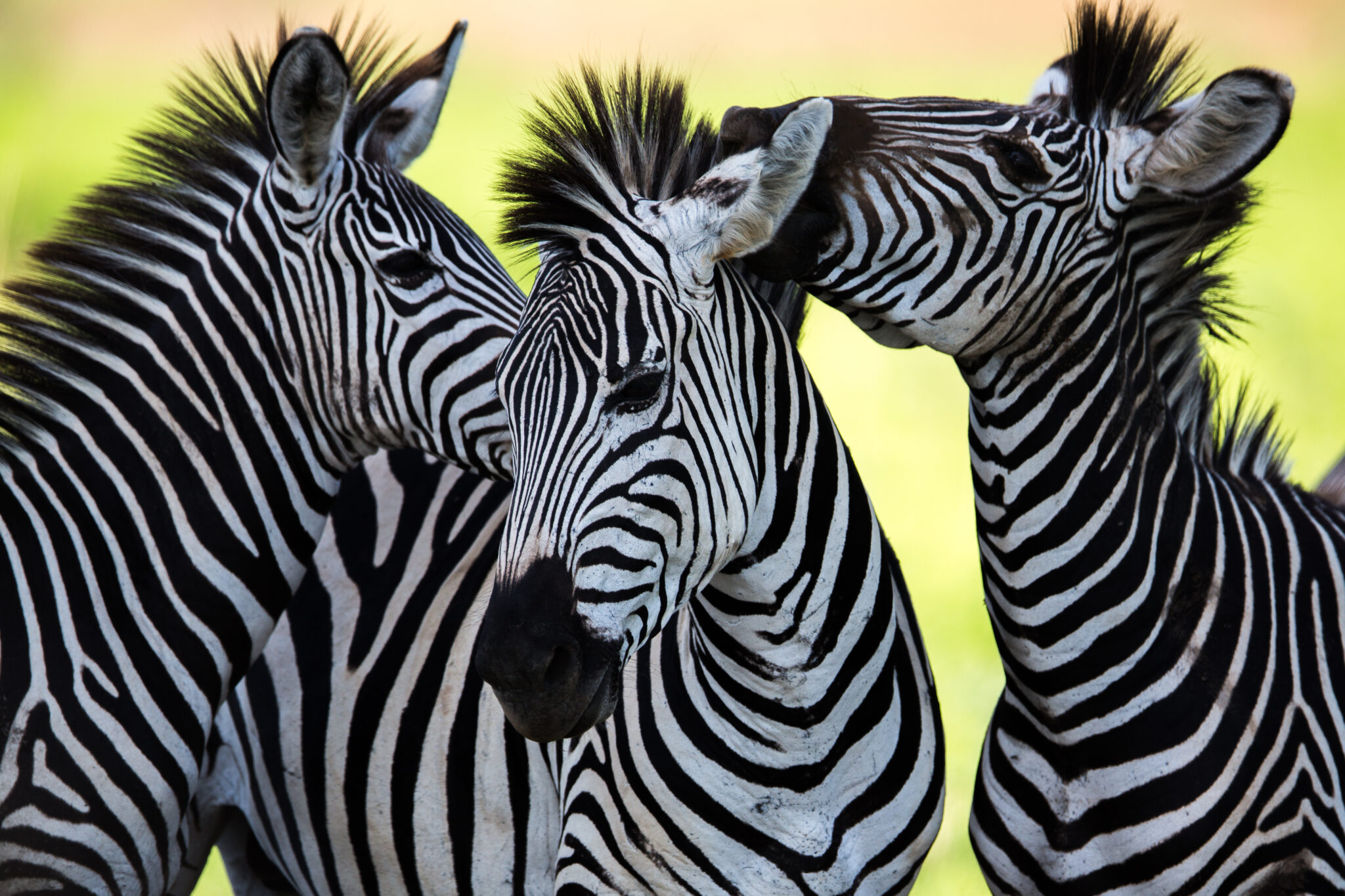 Wild Zebra socialising in Africa