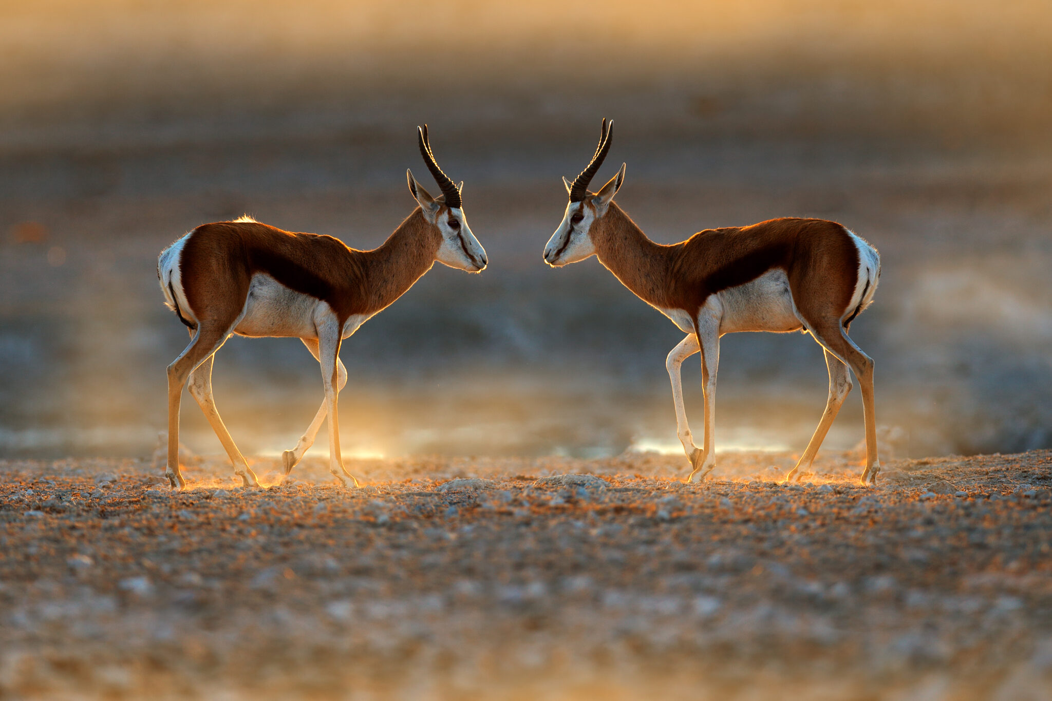 Springbok,Antelope,,Antidorcas,Marsupialis,,In,The,African,Dry,Habitat,,Etocha