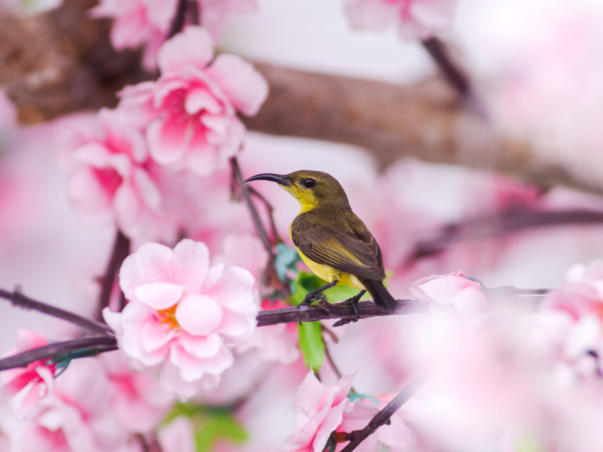sun-bird-on-pink-sakura-background