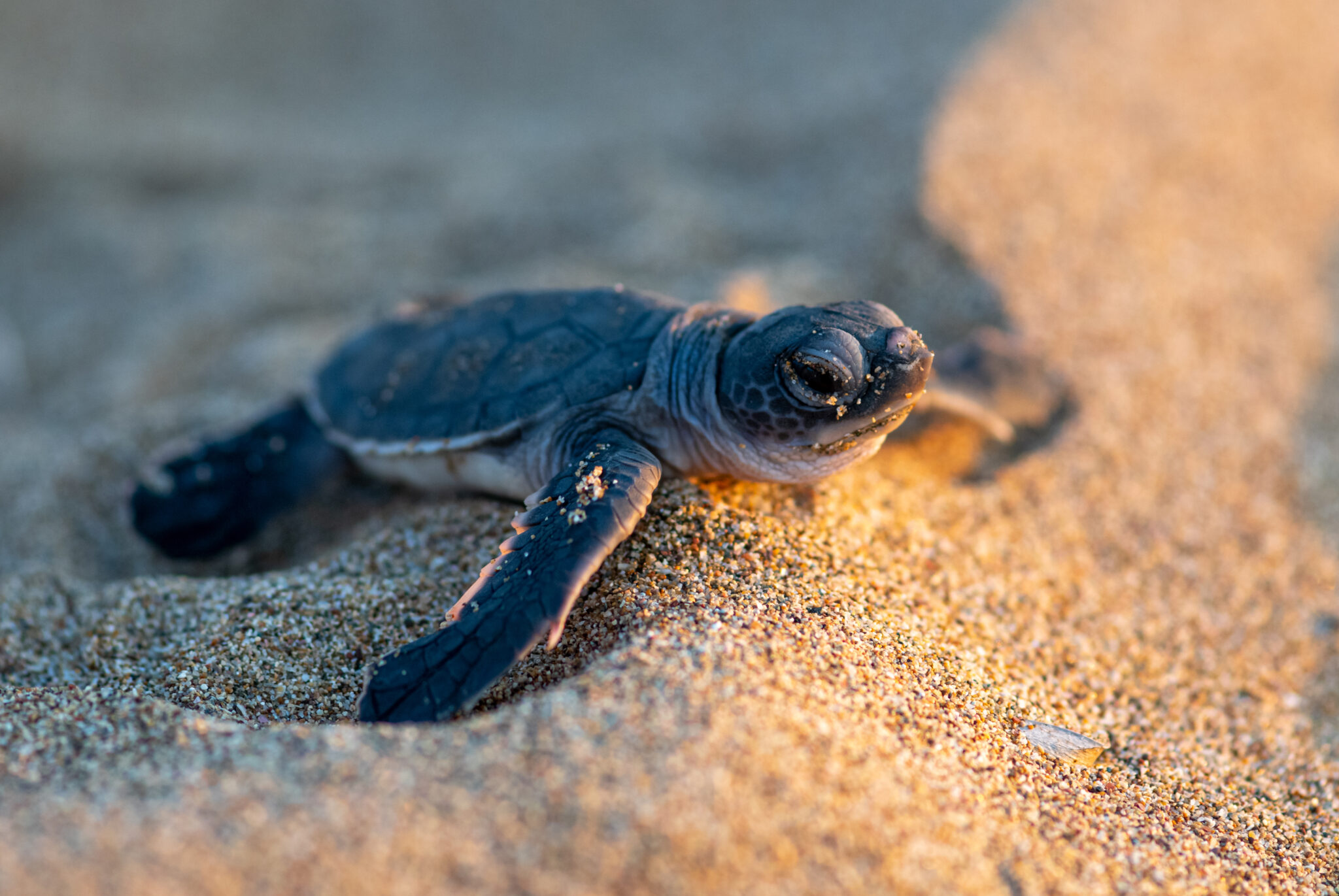 A,Baby,Turtle,,Just,Hatched,,Moving,Towards,The,Sea,At