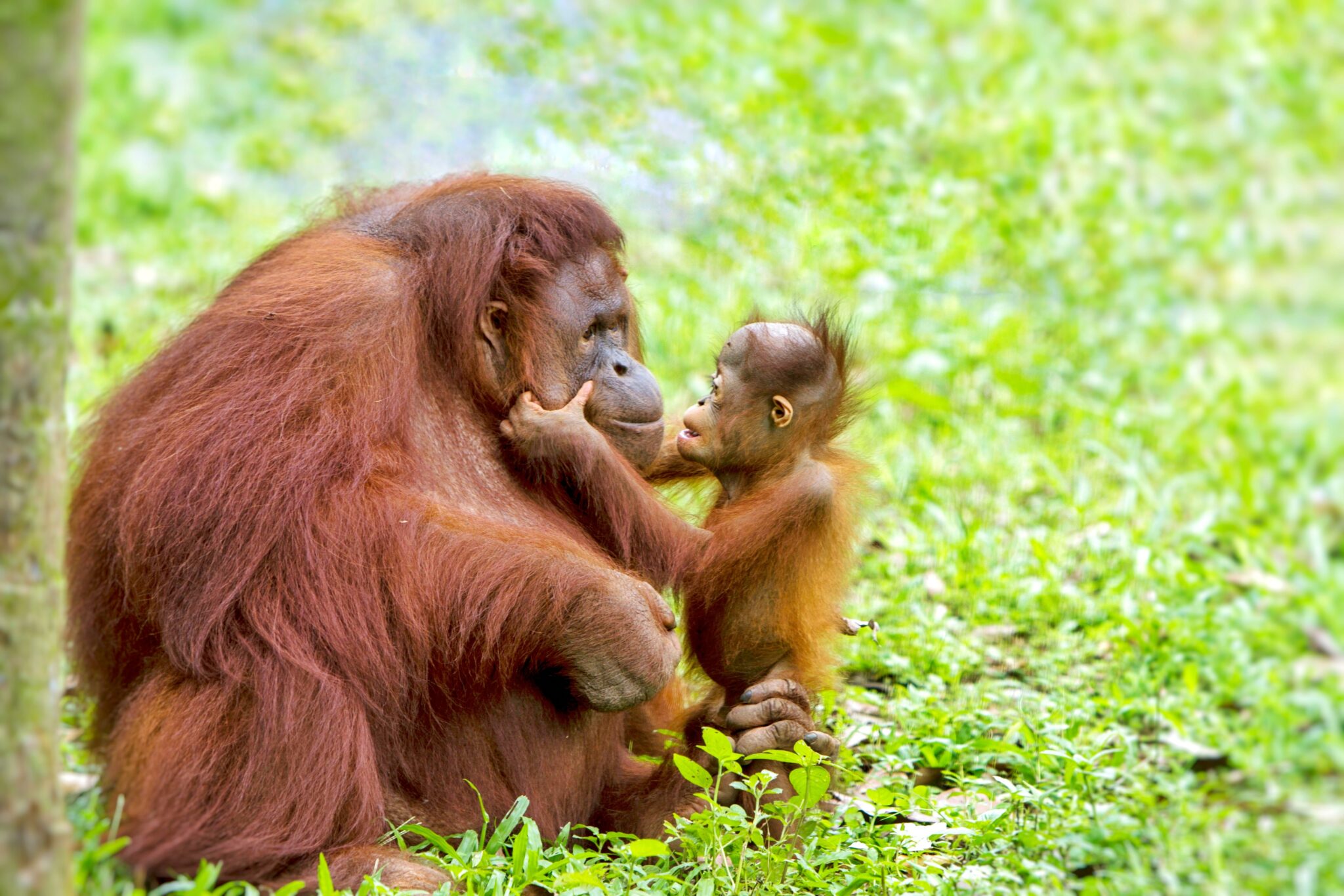 Little Orangutan Gently Strokes Mothers Face
