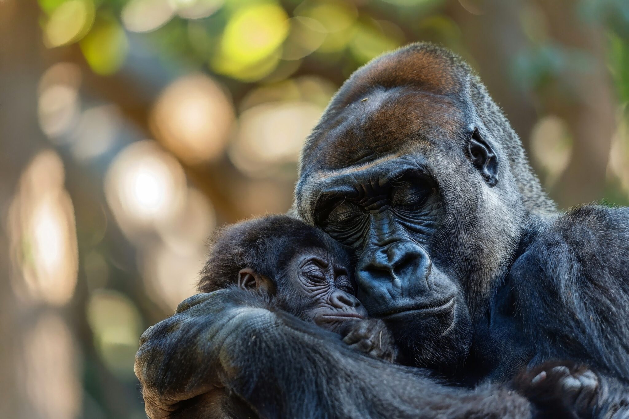 A,Gentle,Gorilla,Mother,Cradling,Her,Baby,Close