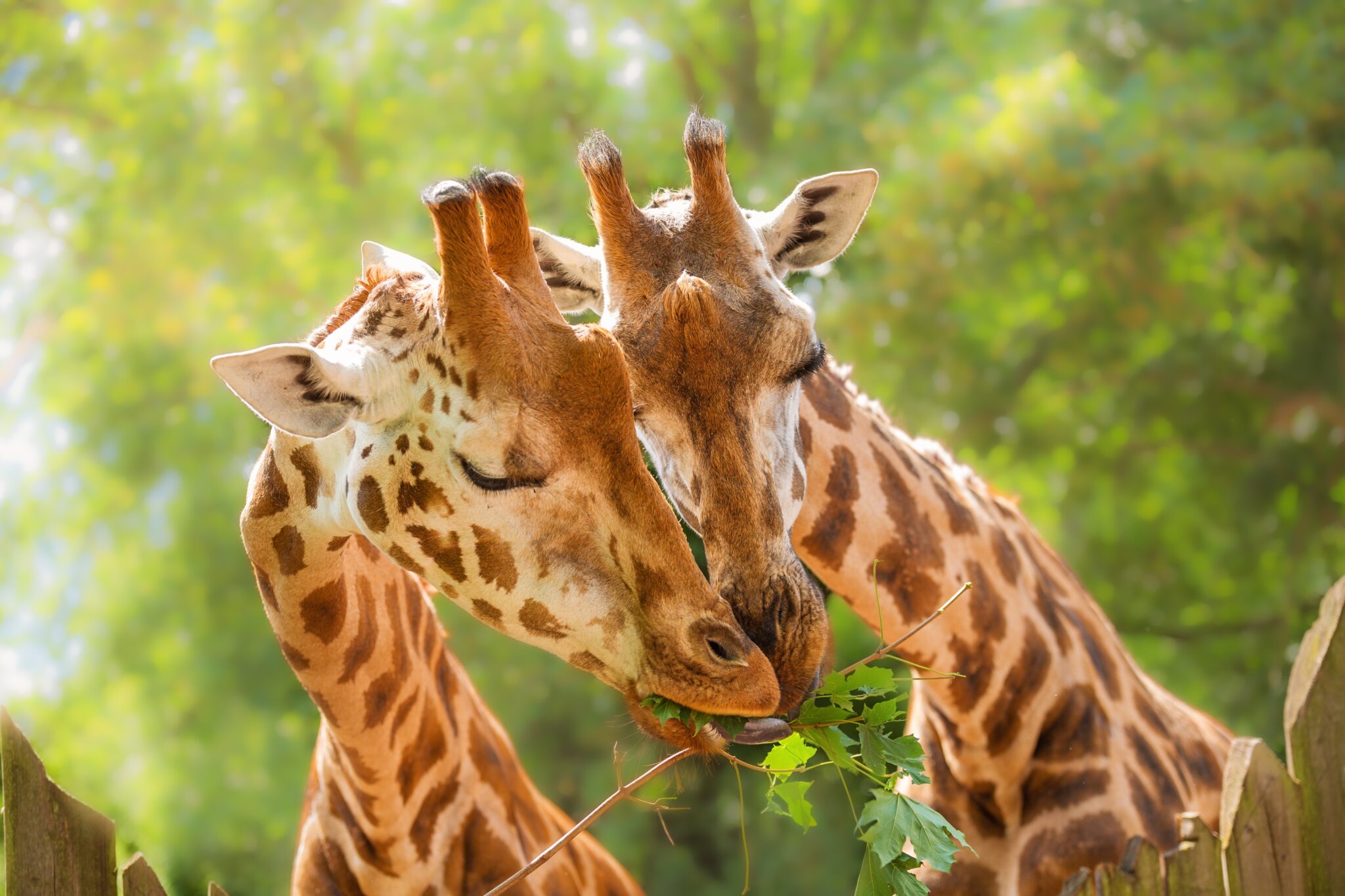 Close-up,Of,Two,Giraffes,Eating,Green,Leaves,With,,,Animal