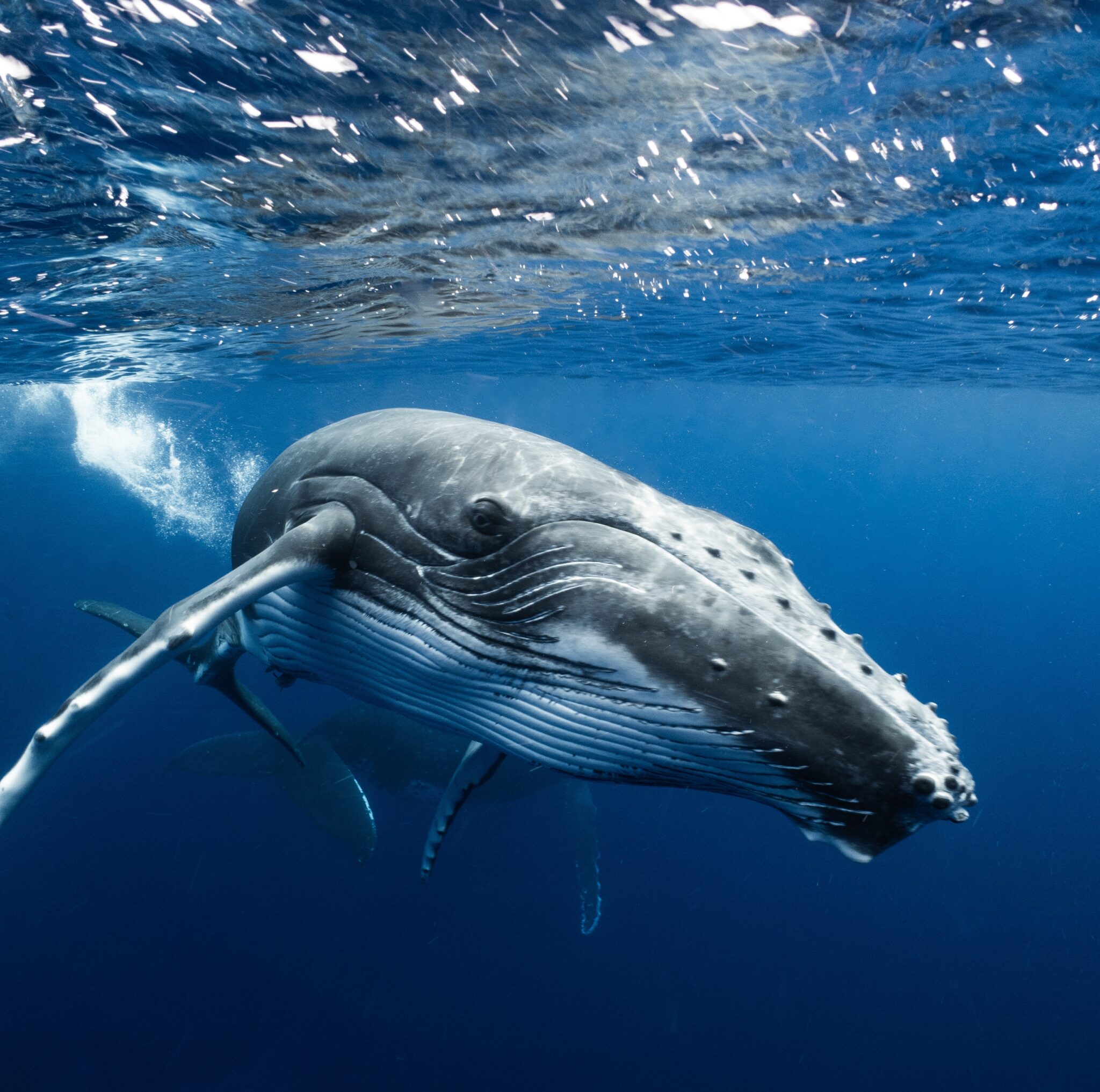 Baby,Humpback,Whale,Swimming,To,Photographer,In,Tahiti,,French,Polynesia