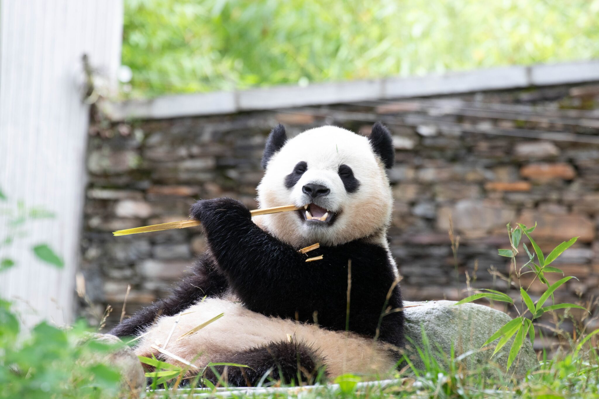 bao-li-funny-playful-panda-wolong