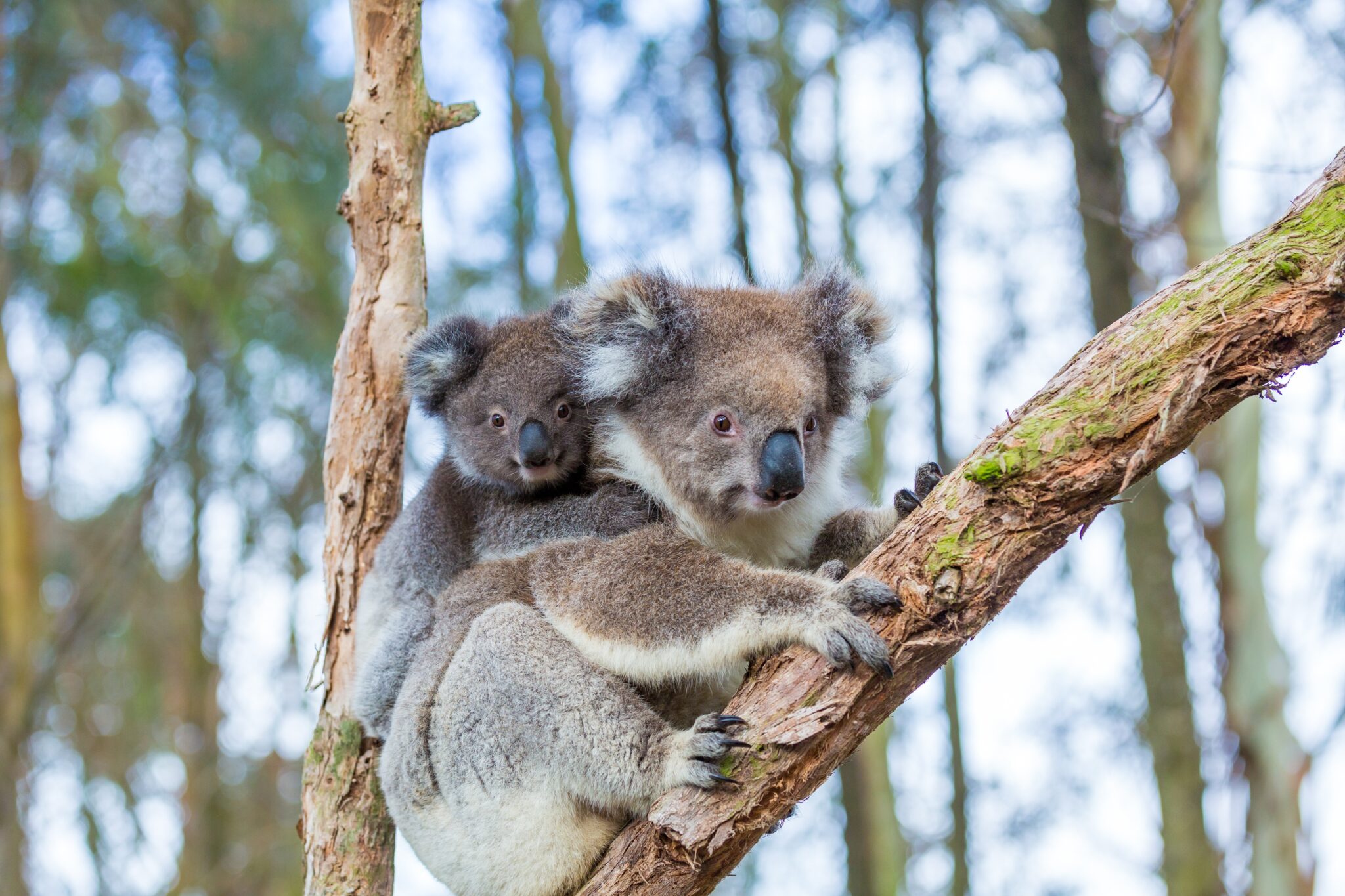 Australian Baby Koala Bear Mom Great