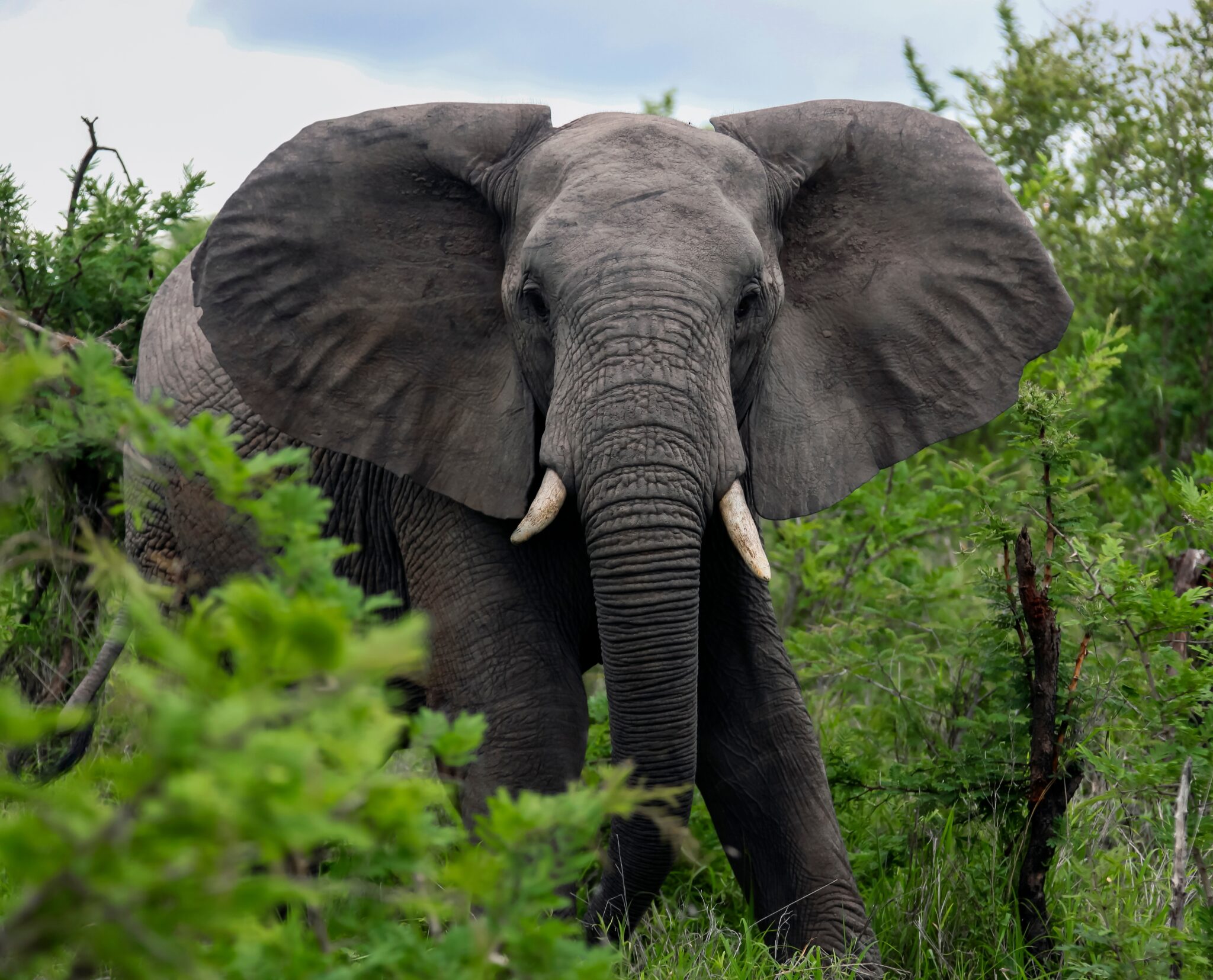 Africa Elephant