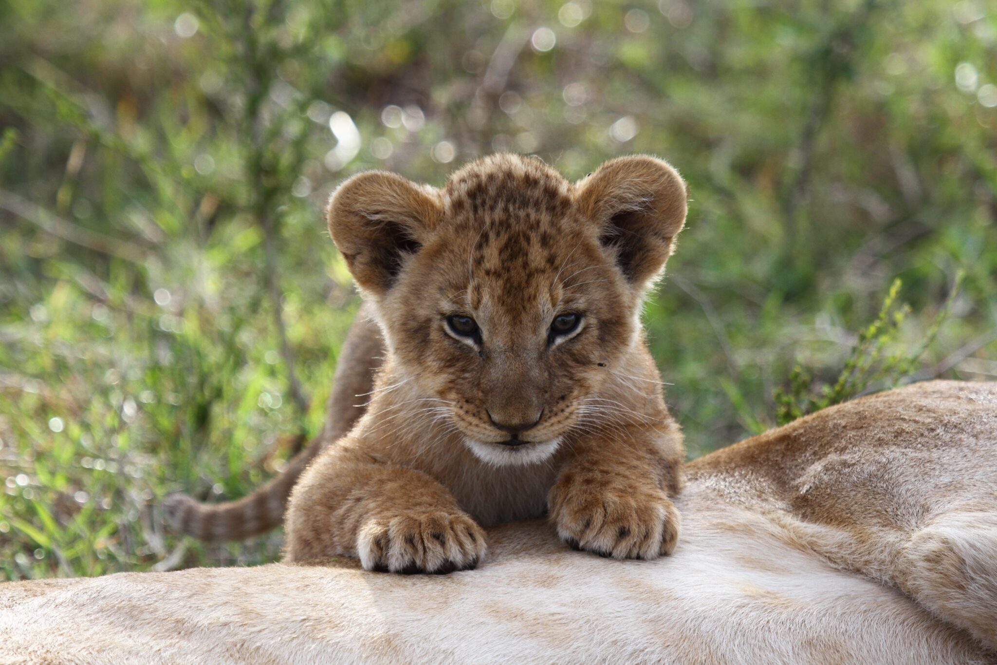 A,Portrait,Of,A,Baby,Lion,Cub,Sleeping,On,His