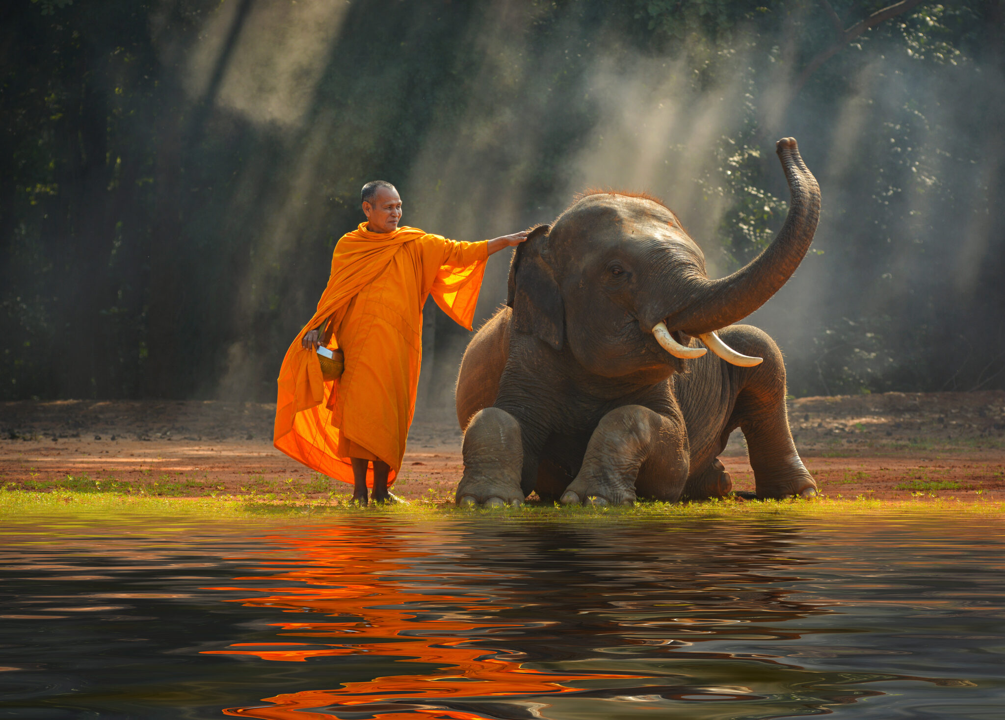 Elephant and Monk ,Surin Thailand