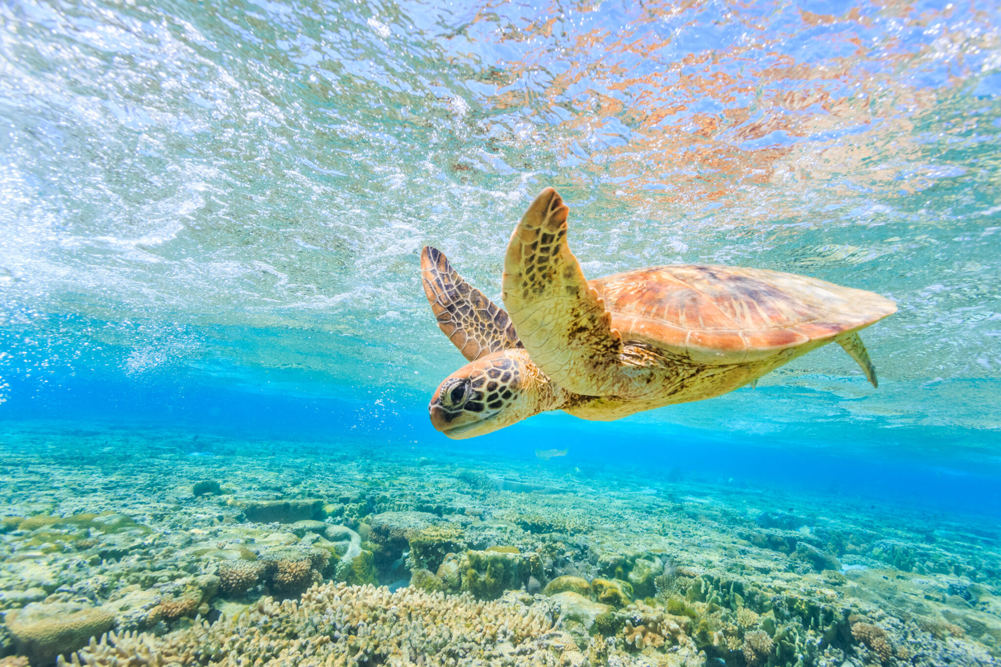 turtle-diving-back-reef-shallow-lagoon