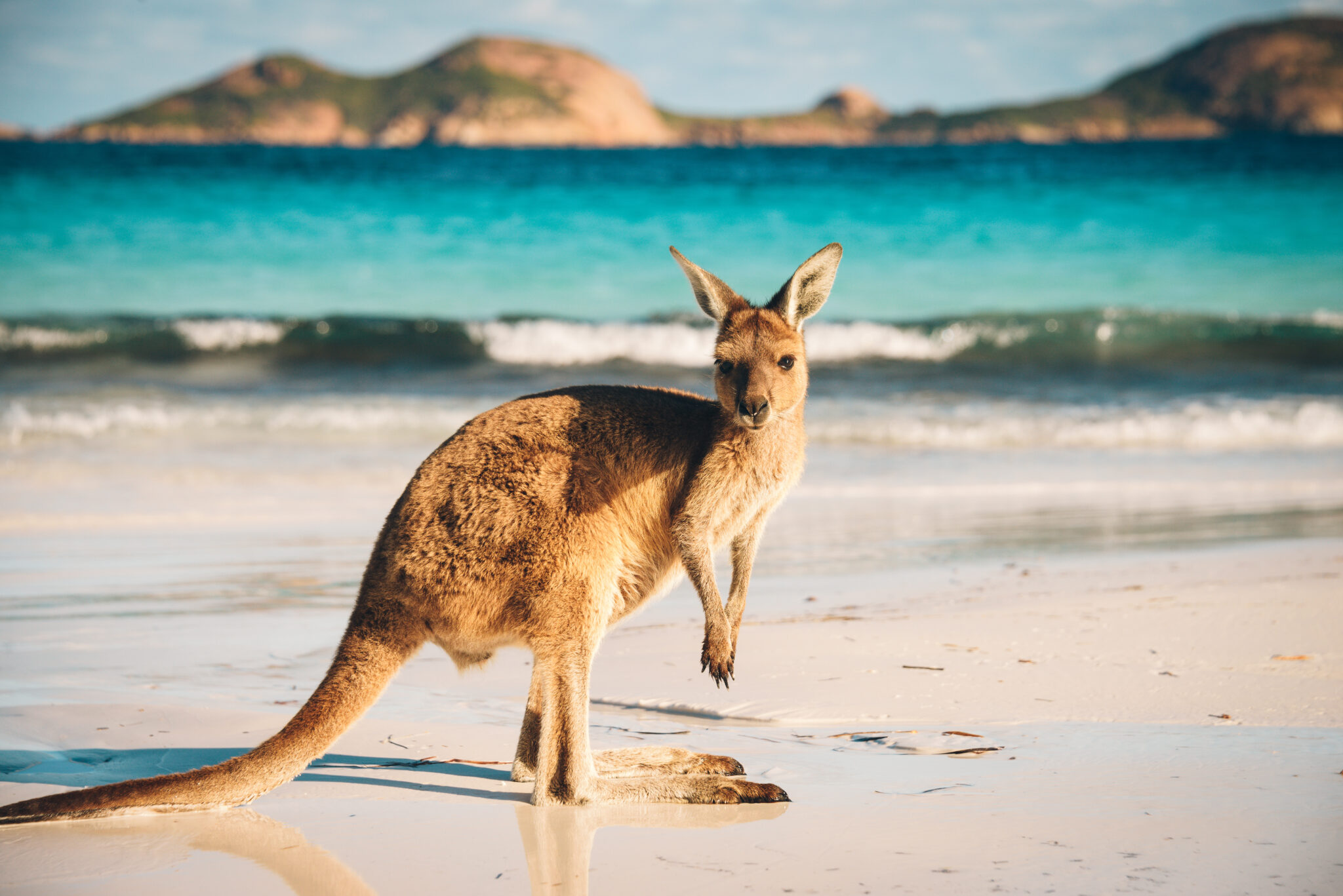 Kangaroo Lucky Bay Cape Le Grand