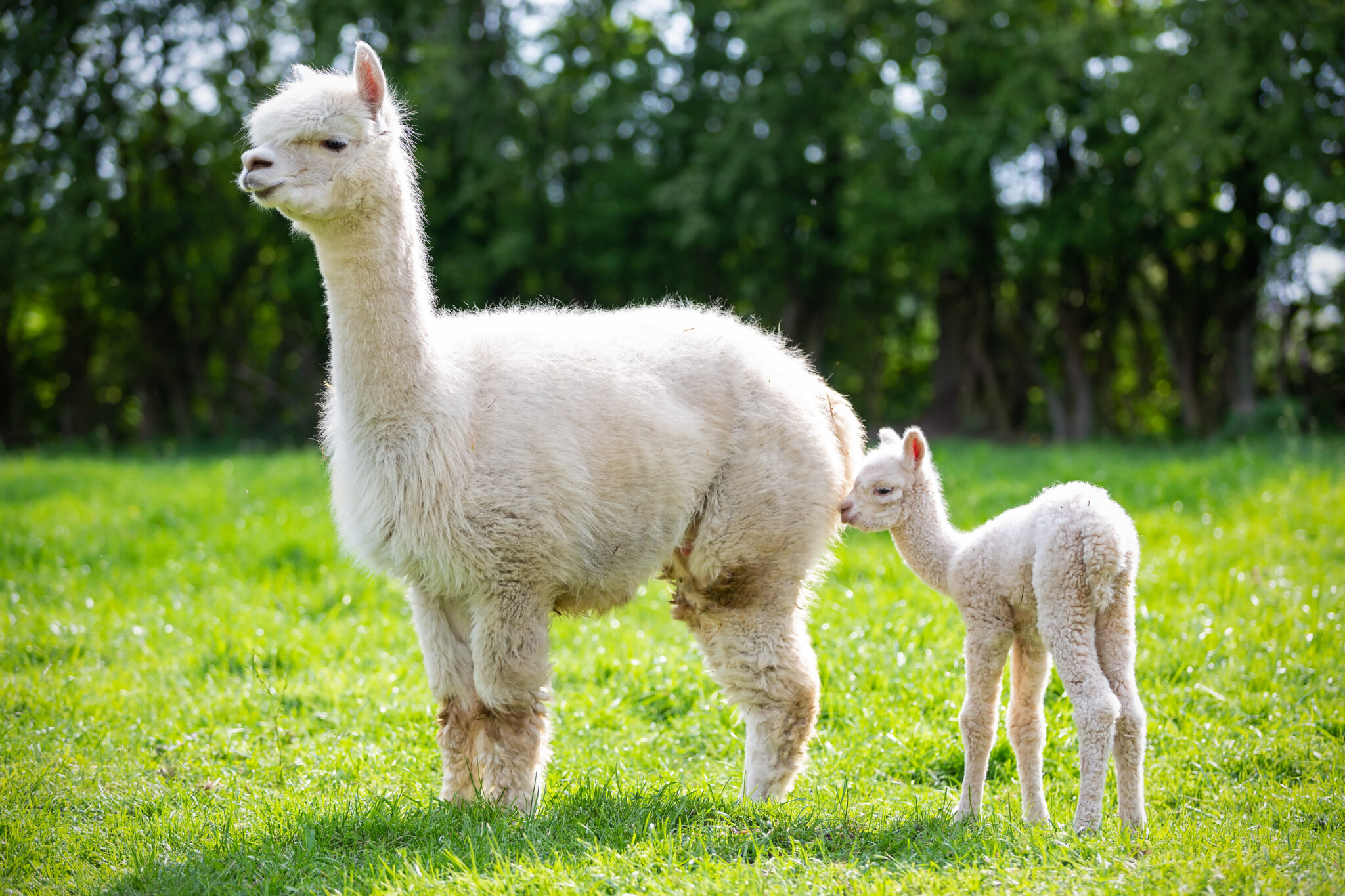 White Alpaca Offspring South American Mammal
