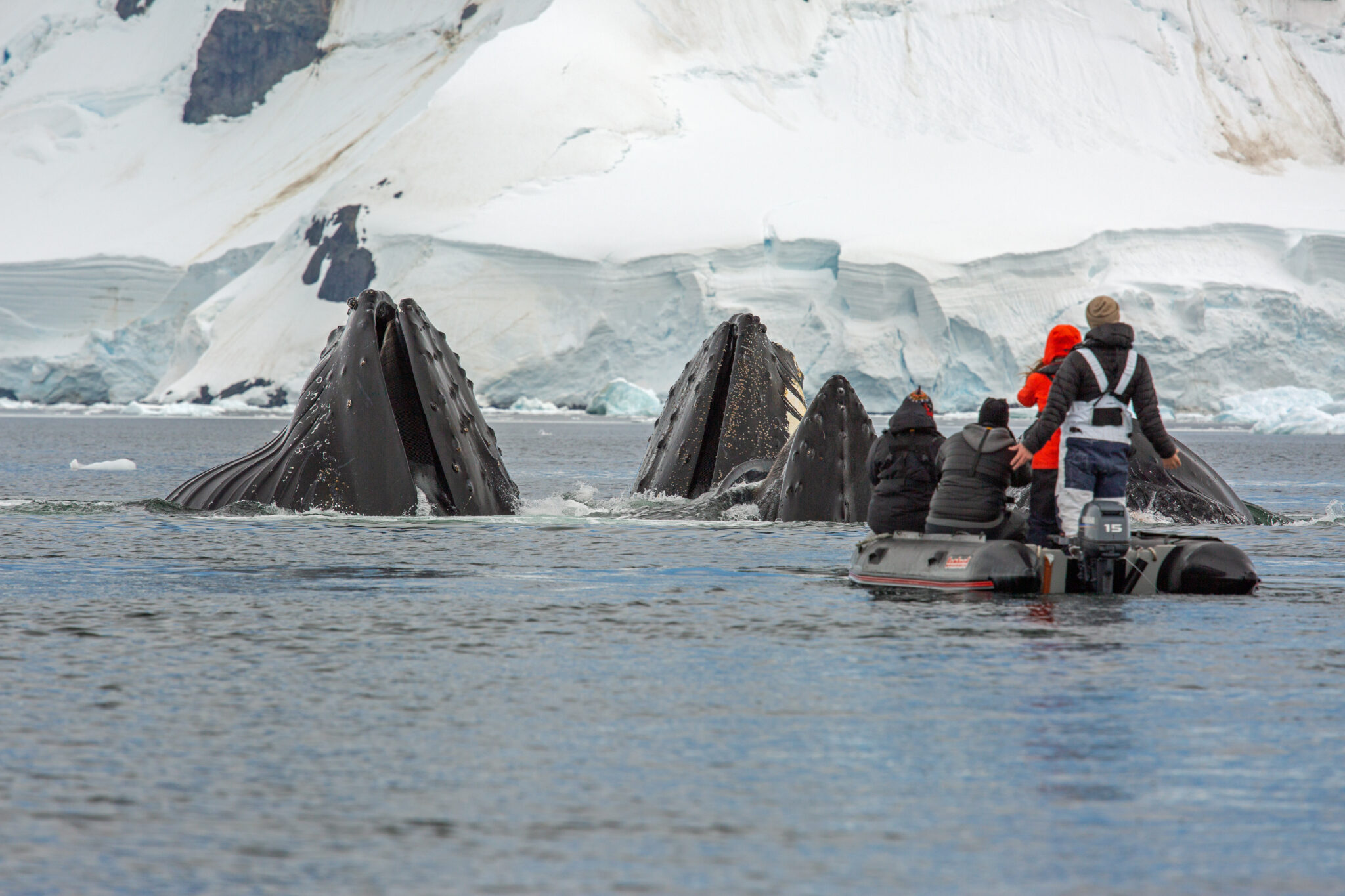 Humpback Whales Wilhelmina Bay Antarctica Break