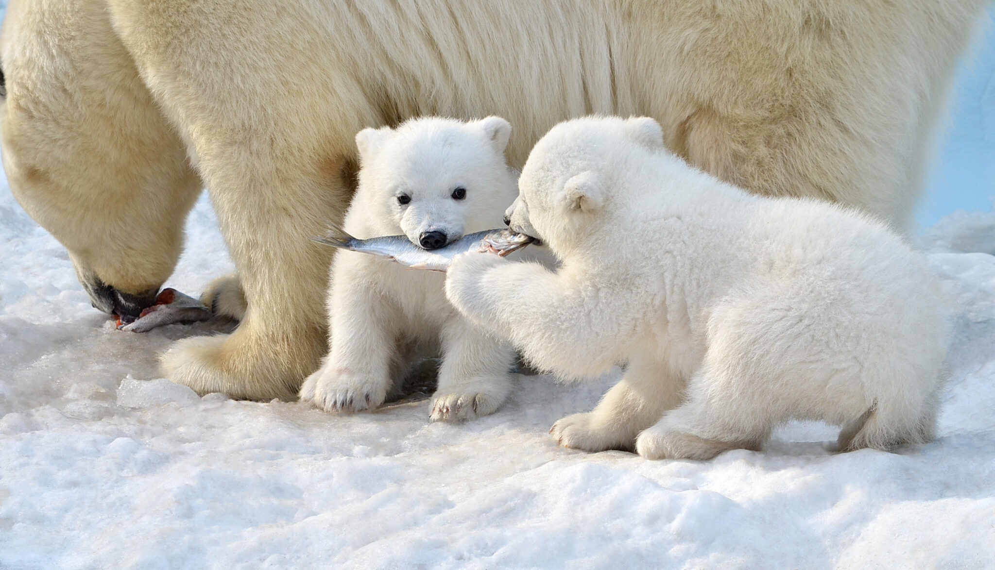 Polar Bear Cubs Eat Fish
