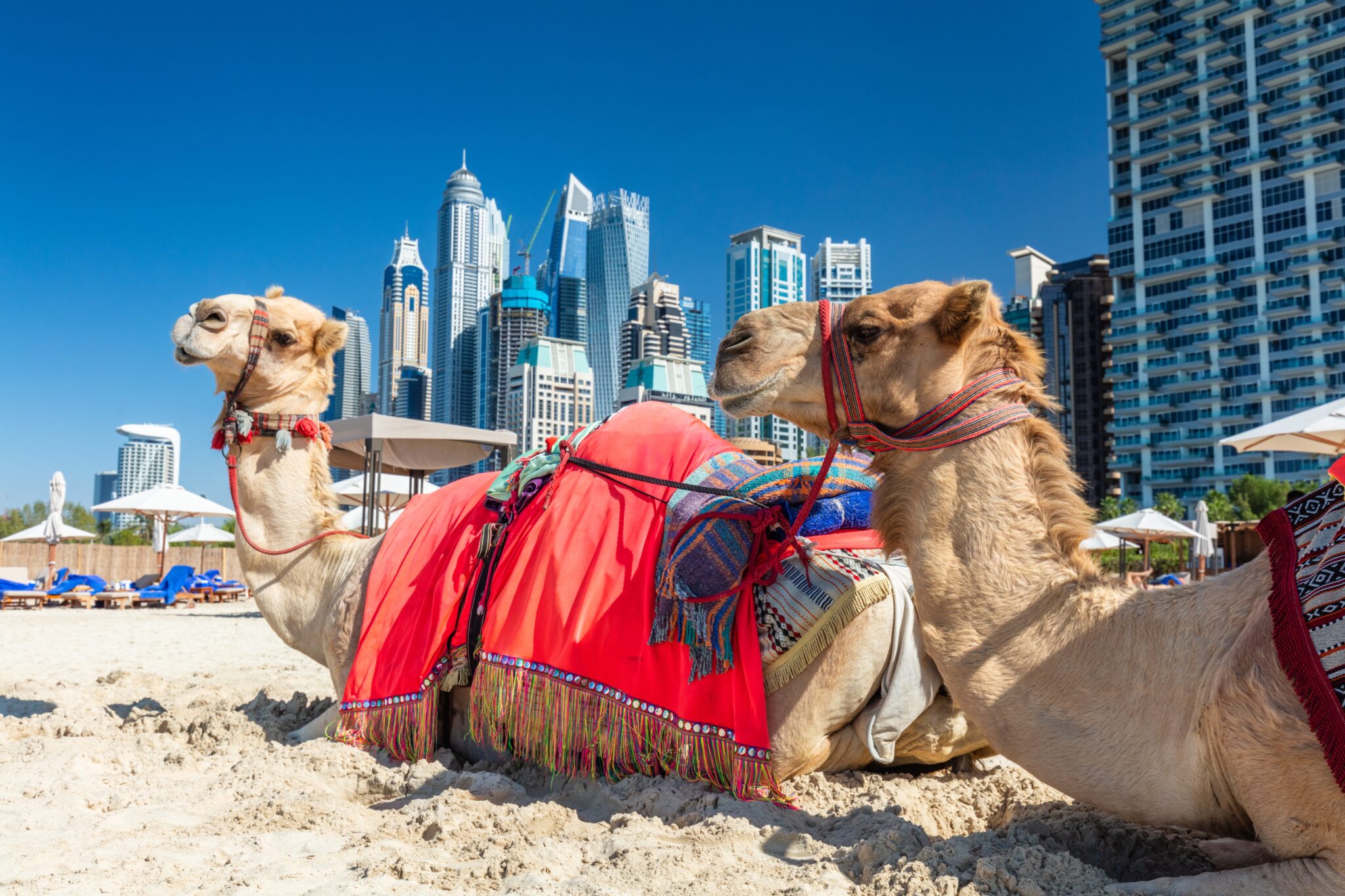 camels-on-dubai-jumeirah-beach-marina