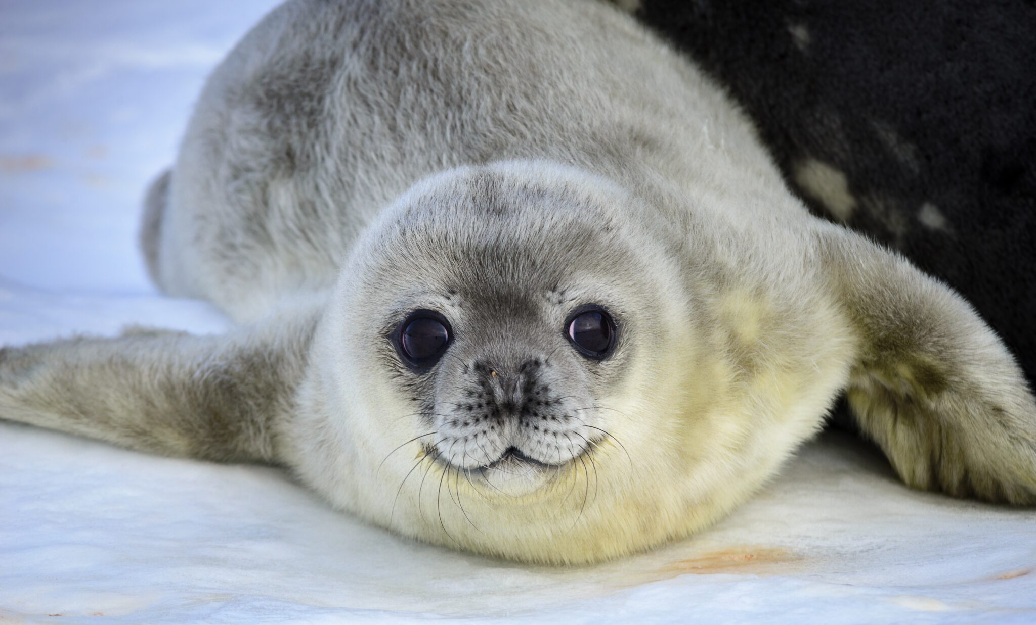 Weddell Seal Pup King George Island