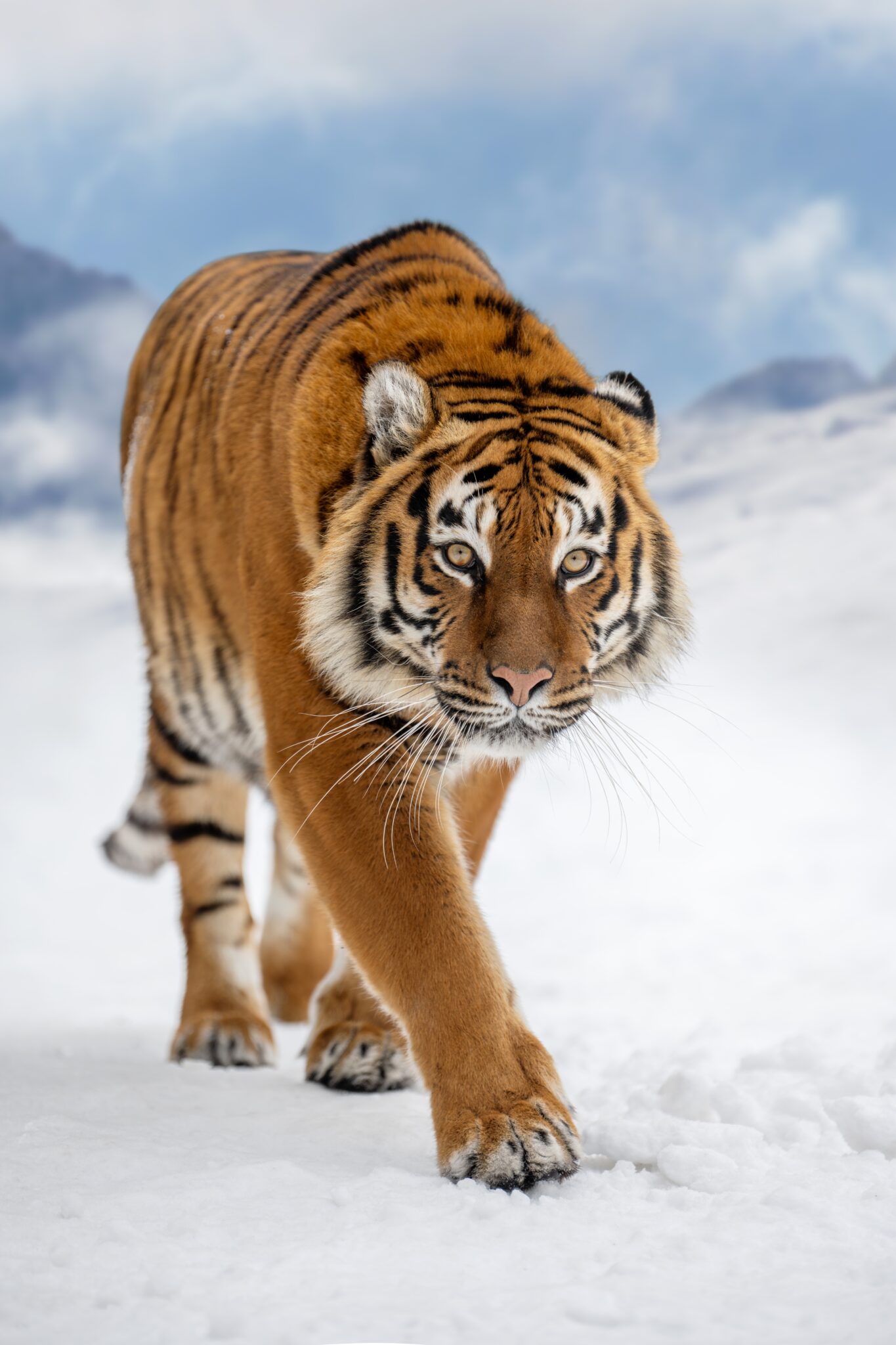 Tiger,In,The,Winter,Mountain.,Wild,Predators,In,Natural,Environment.