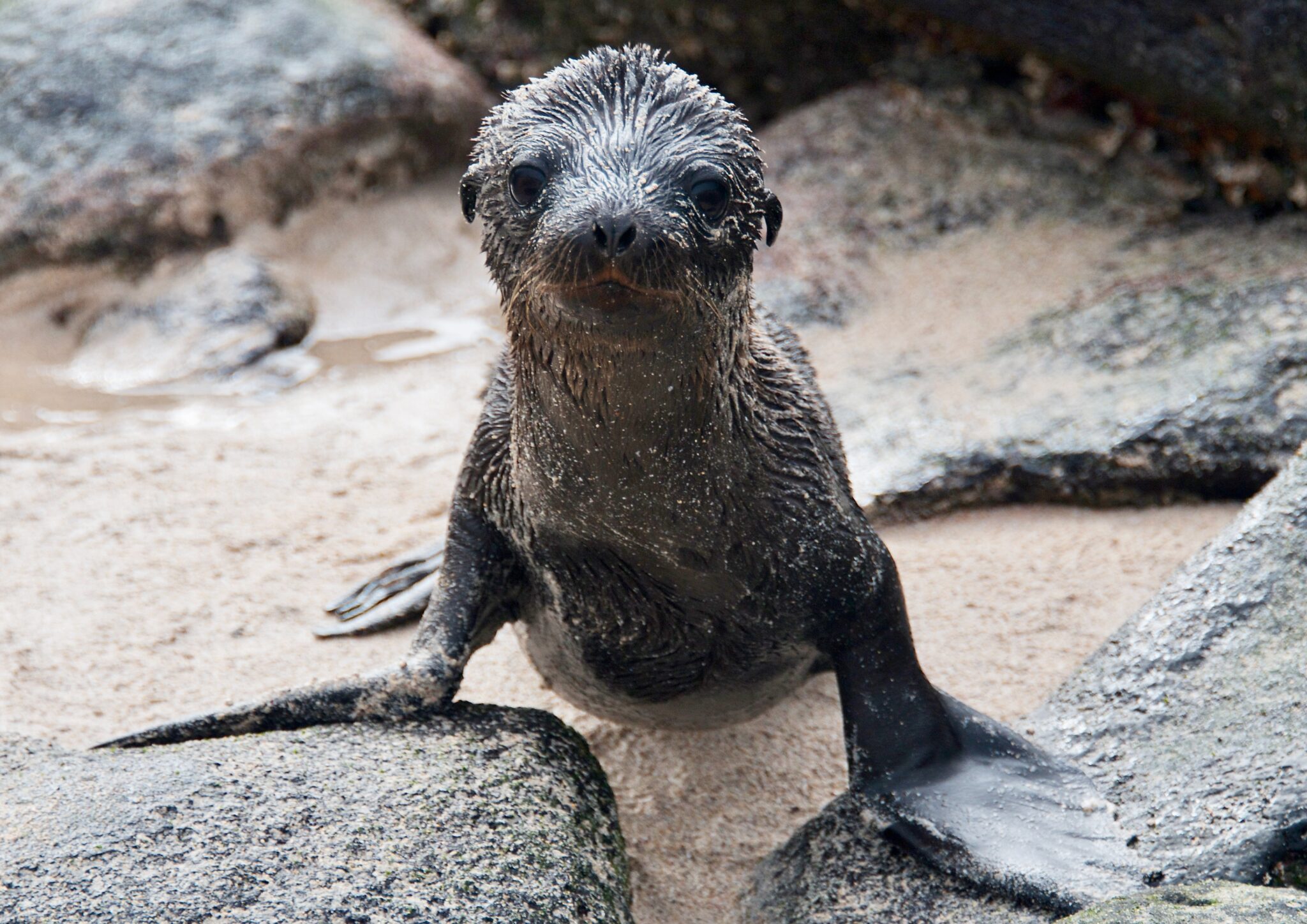 Ecuador Galápagos Islands National Park Galapagos