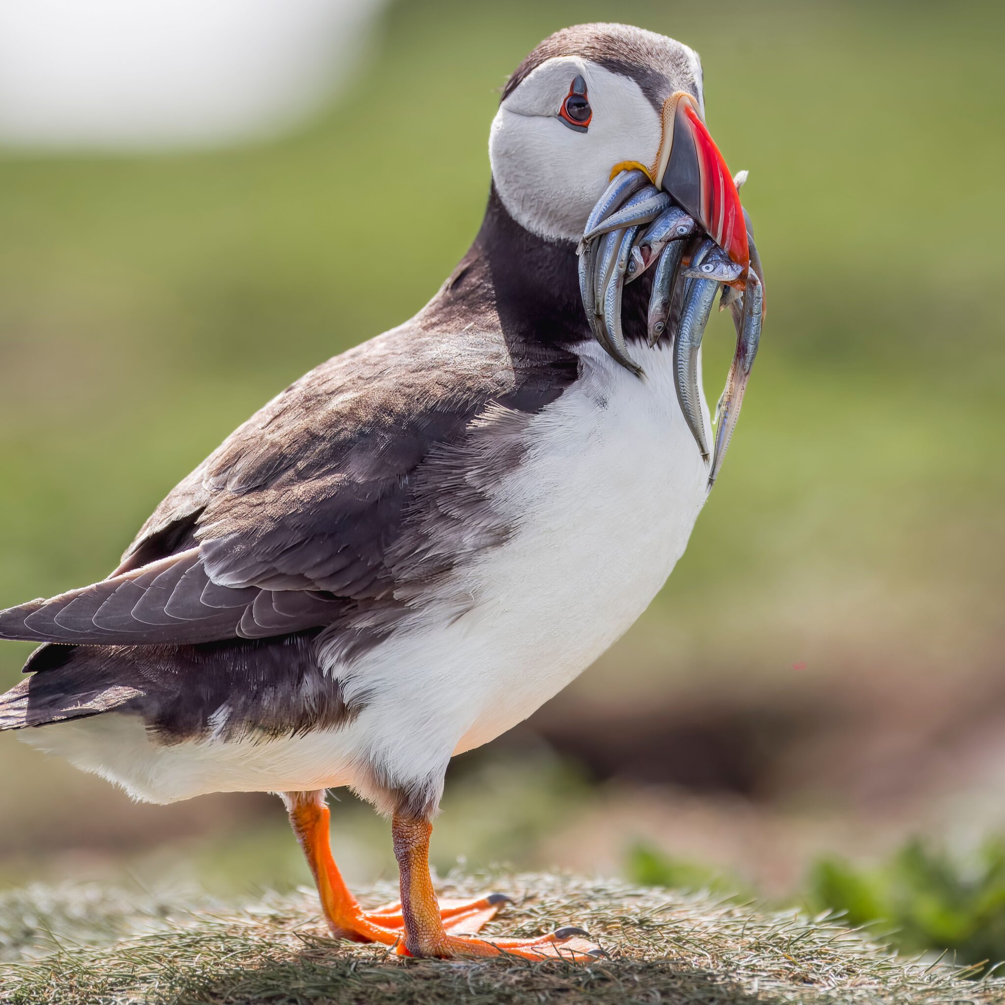 Puffin Closeup shot