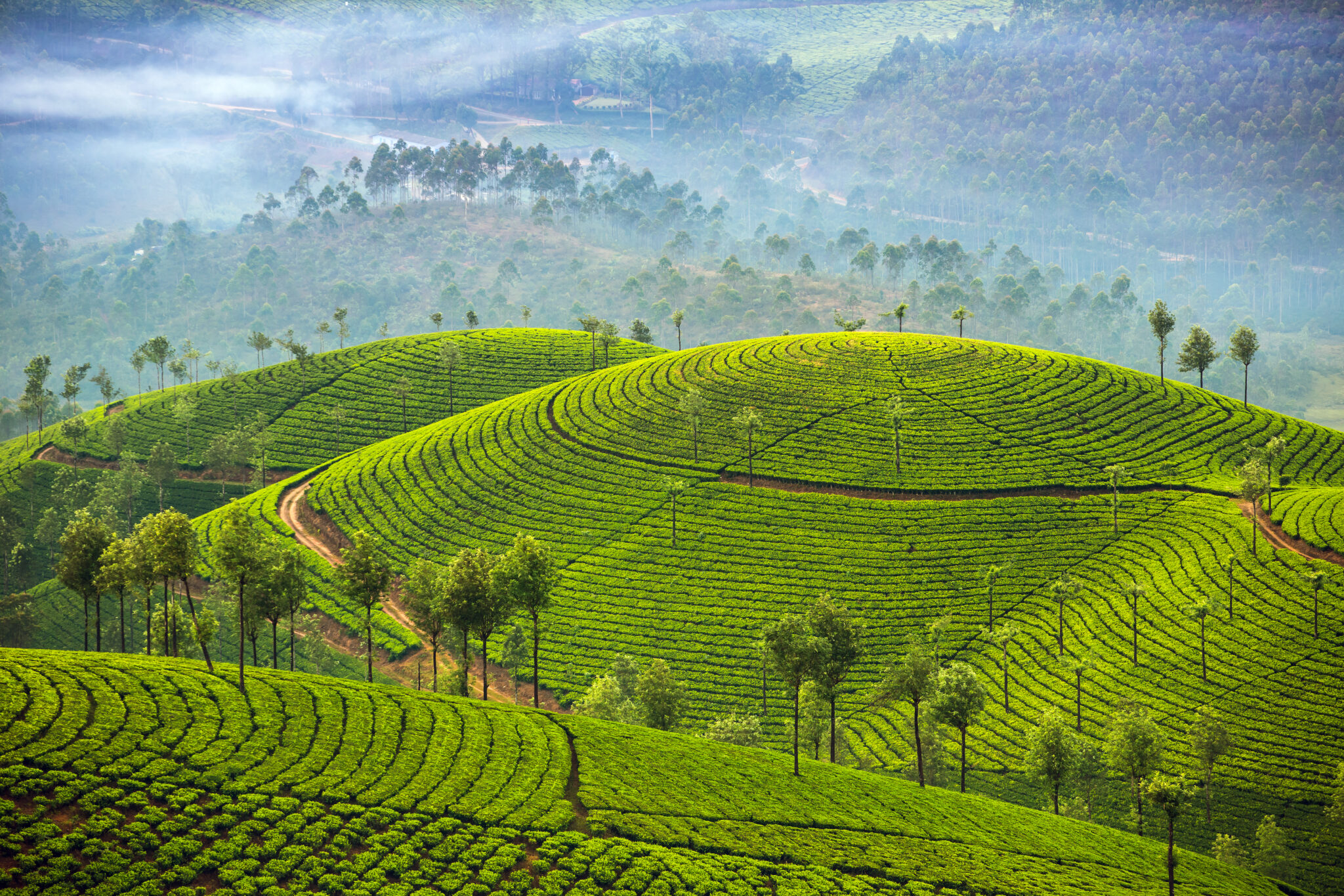 Tea Plantations Munnar Kerala India