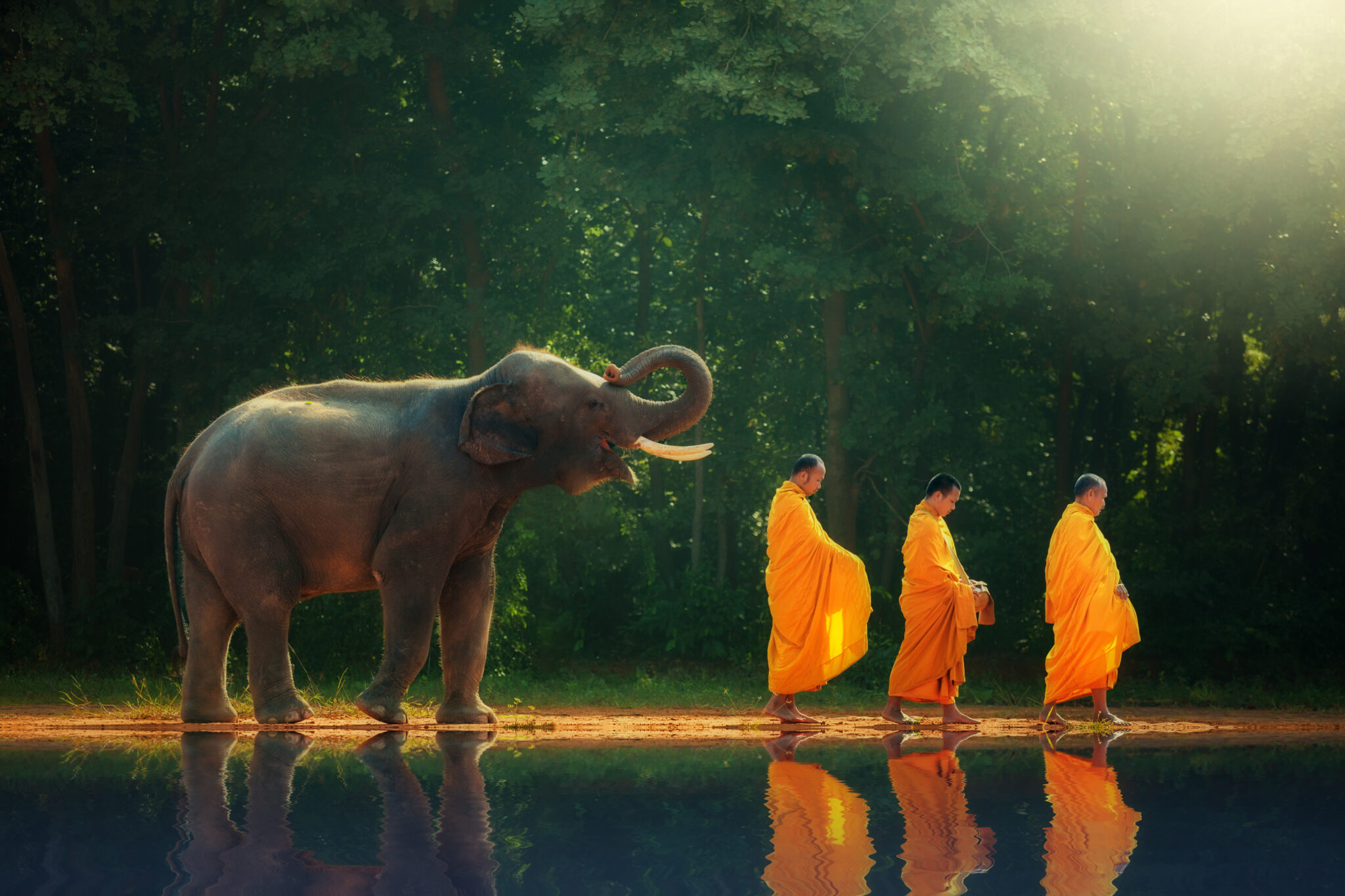 Thailand,Elephant,Walk,Behind,Monks,Or,Priests,As,A,Reflection