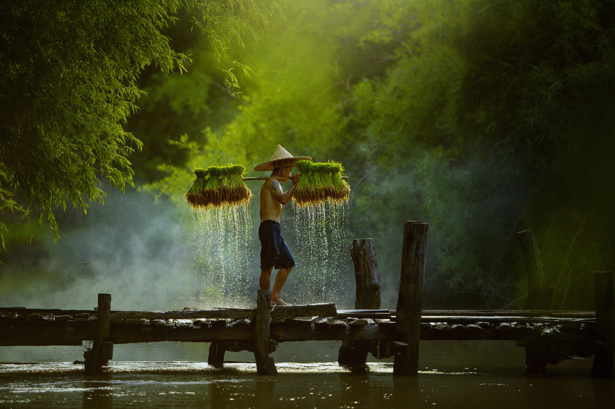 The,Farmer,Holding,Ricebaby,On,Green,Fields,,thailand,thai,Farmer,Rice