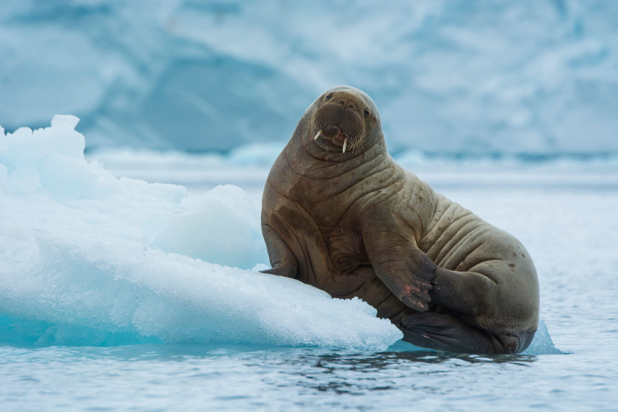 Brasvelbreen.,Young,Atlantic,Walrus,(odobenus,Rosmarus),Resting,On,An,Ice