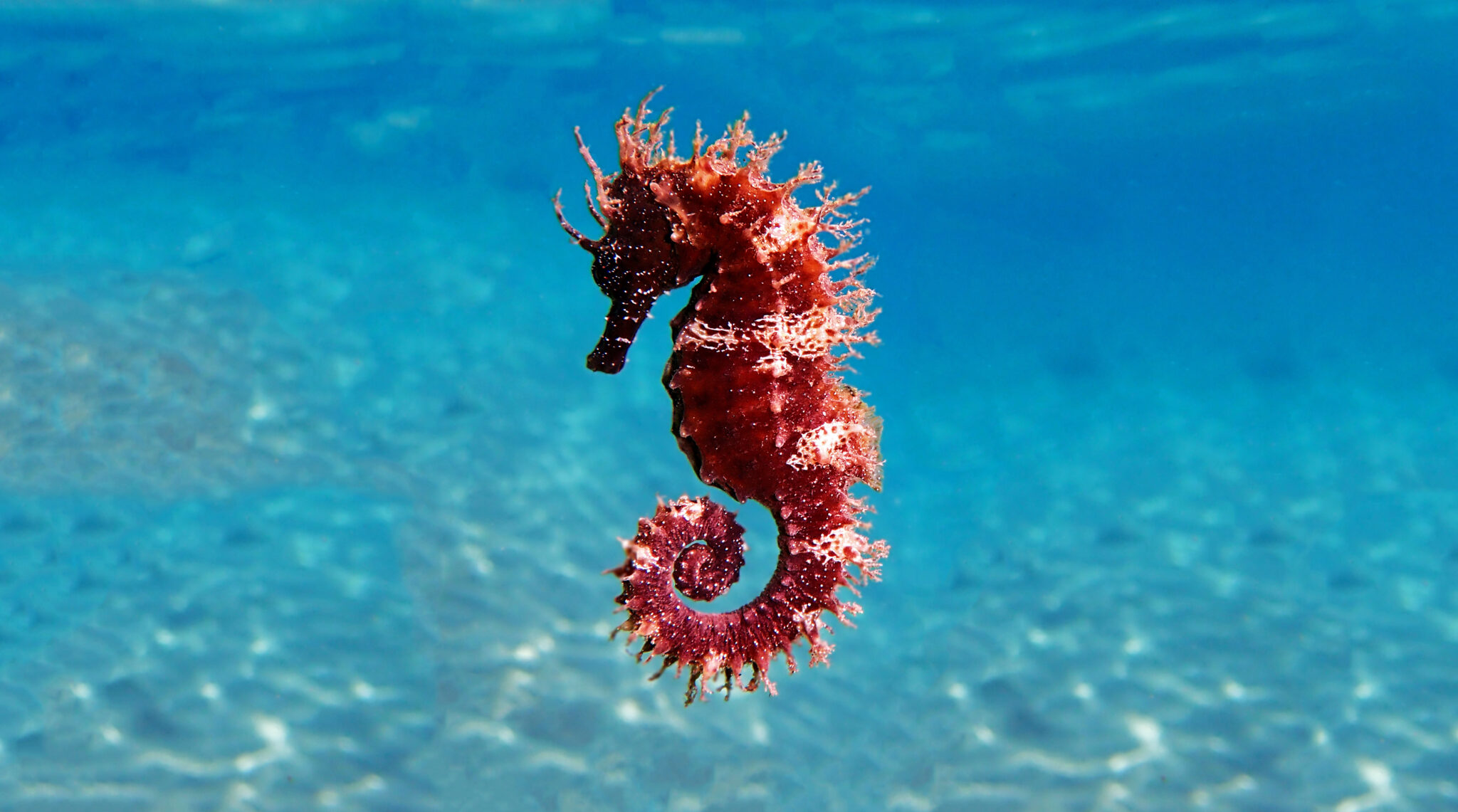 Mediterranean,Seahorse,-,Hippocampus,Guttulatus