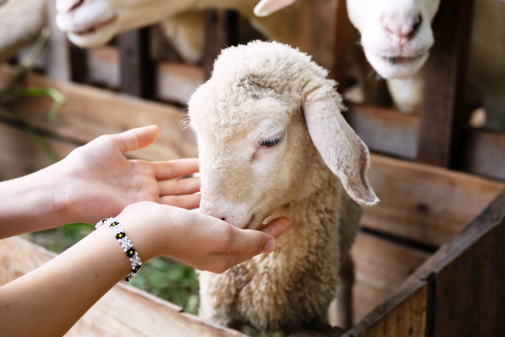 Child is feeding and petting cute little lamb at the zoo.