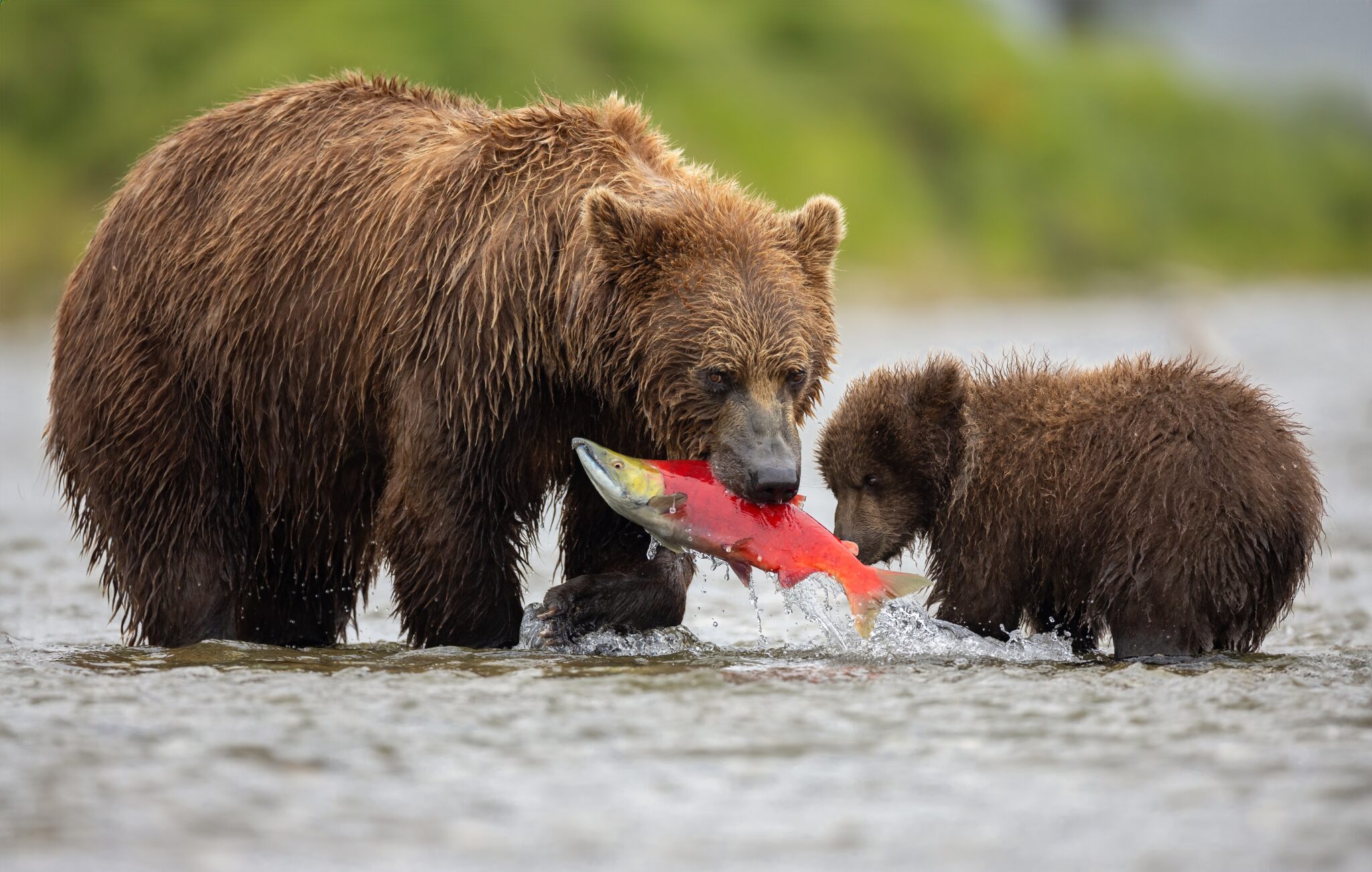 Brown,Bear,In,Katmai,,Alaska