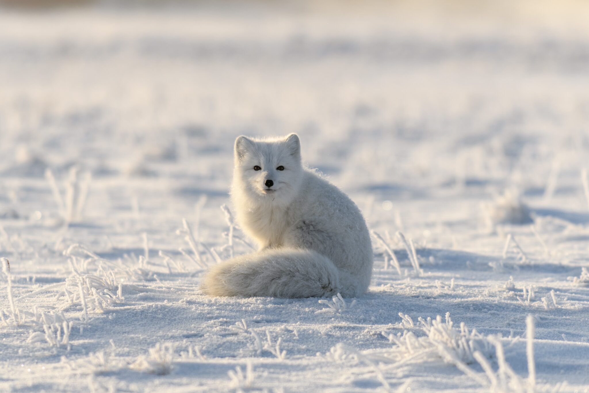 Wild,Arctic,Fox,(vulpes,Lagopus),In,Tundra,In,Winter,Time.