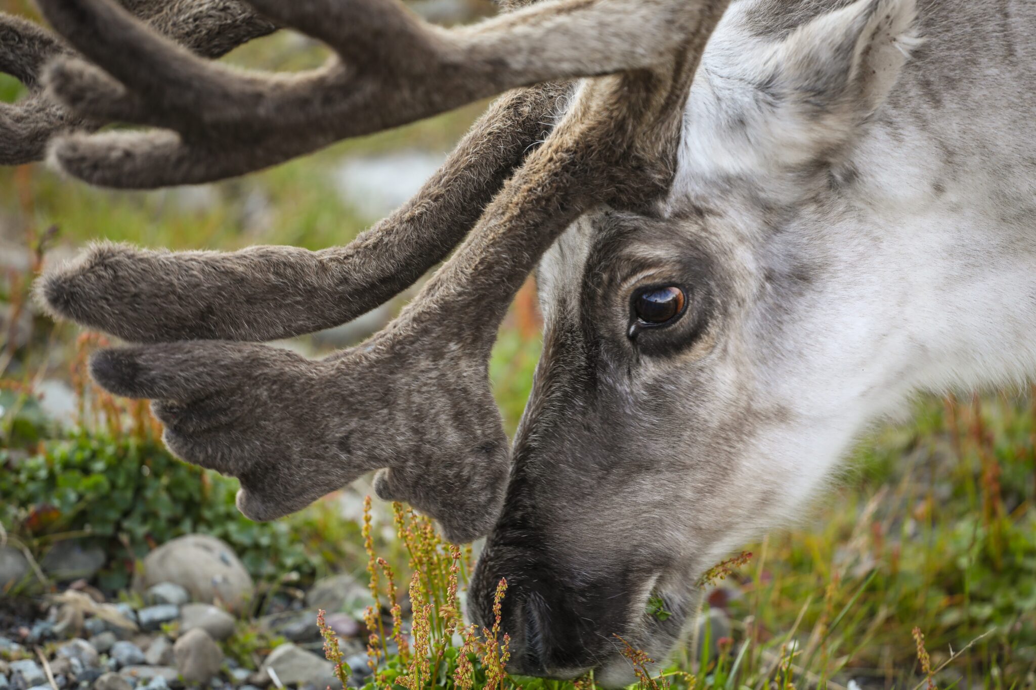 Close,Up,Picture,Of,Face,And,Horns,Of,Reindeer,Eating