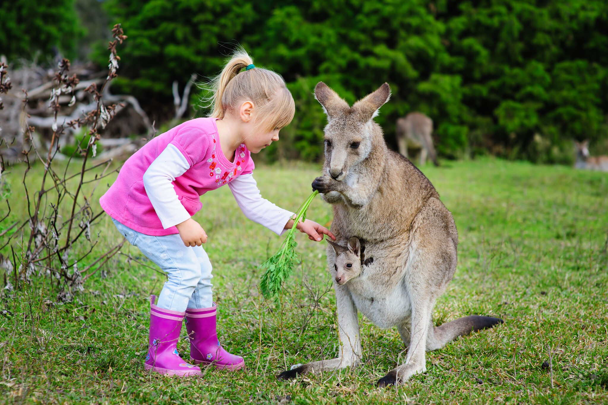 Little girl playing with Kangaroo at zoo