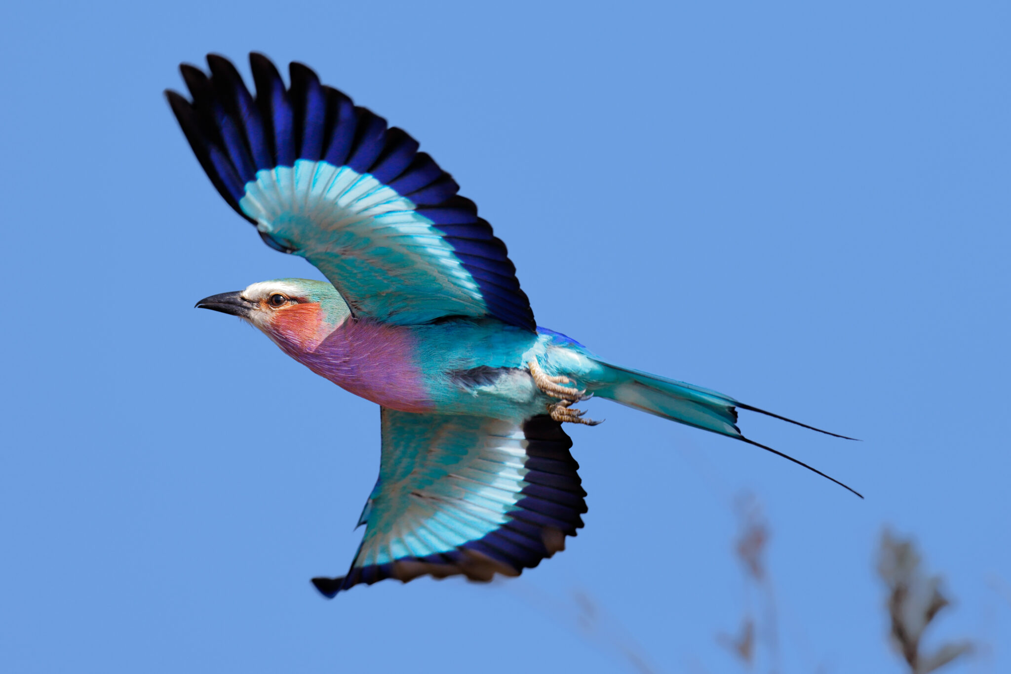 Lilac-breasted Roller (Coracias caudatus)