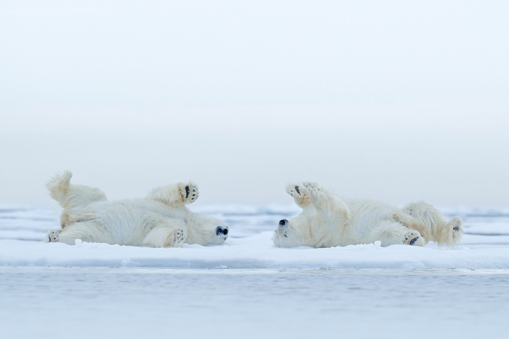Two Polar bears lying relaxed on drifting ice with snow