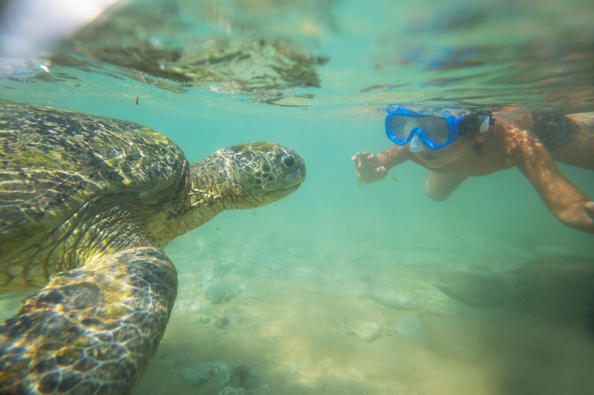 Boy swimming with a giant sea turtle in the ocean in Sri Lanka